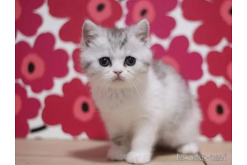 成約済の東京都のミヌエット-75046の2枚目